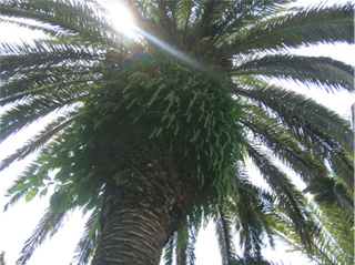 椰子の木