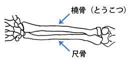 手首の骨（橈骨と尺骨）