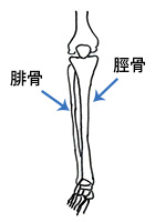 足の骨（腓骨と脛骨）