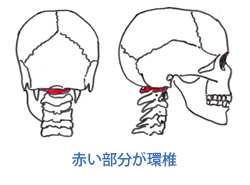 赤い部分が環椎