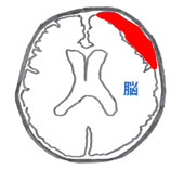 頭を水平に輪切りにした図