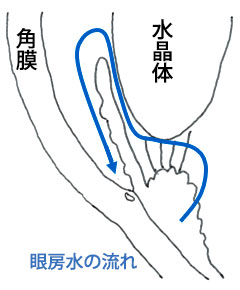 眼房水の流れ