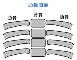 肋椎関節