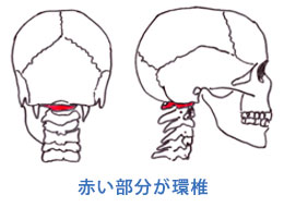 環椎の場所