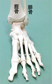 足首は脛骨と腓骨に挟まれているだけだからずれ易い。