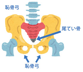 恥骨弓