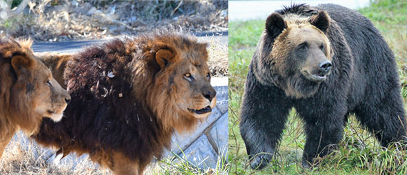 ライオンとヒグマ