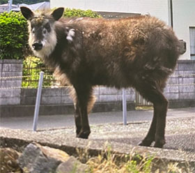 住宅街に現れたカモシカ