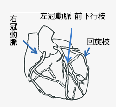 心臓の血管図