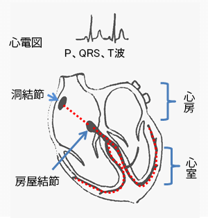 心臓の脈の伝わり方