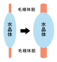 老眼は眼の毛様体筋の硬化が原因